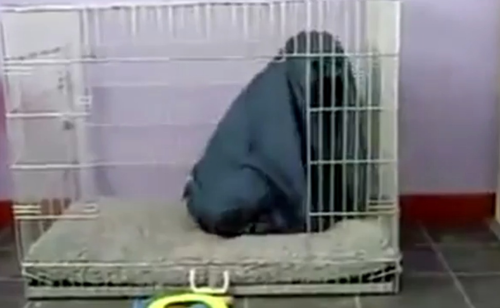 Τι κάνουν τα σκυλιά όταν νυστάζουν και κρυώνουν; (Video) - Media