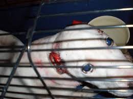 Φιλόζωοι καταγγέλλουν βουλευτή της ΝΔ - Media