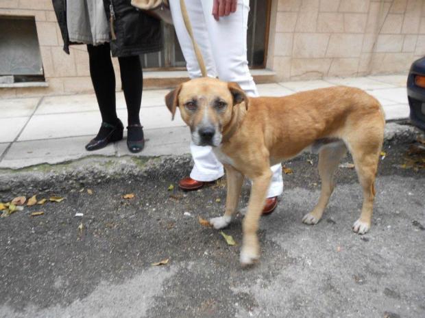 Πάτρα: Δύο χρόνια φυλάκιση επειδή έσερνε σκυλίτσα με το μηχανάκι του - Media