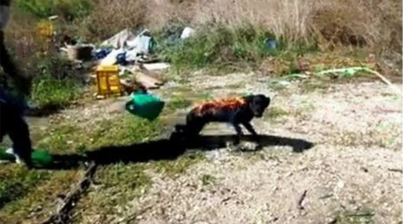 Βρήκαν τους τρεις ανήλικους που έκαψαν ζωντανό σκύλο στην Άρτα - Media