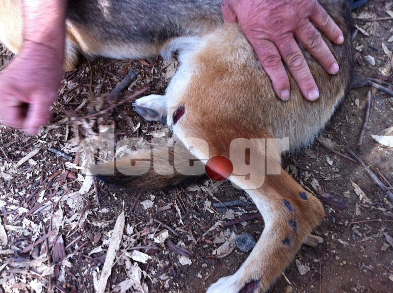 Μαχαιρώνει σκυλιά στην Πάτρα - Media