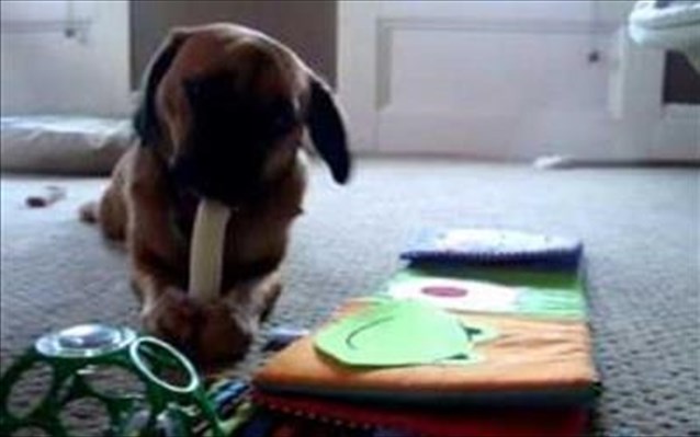Σκύλοι μαθαίνουν σε μωρό να… μασάει (Video) - Media