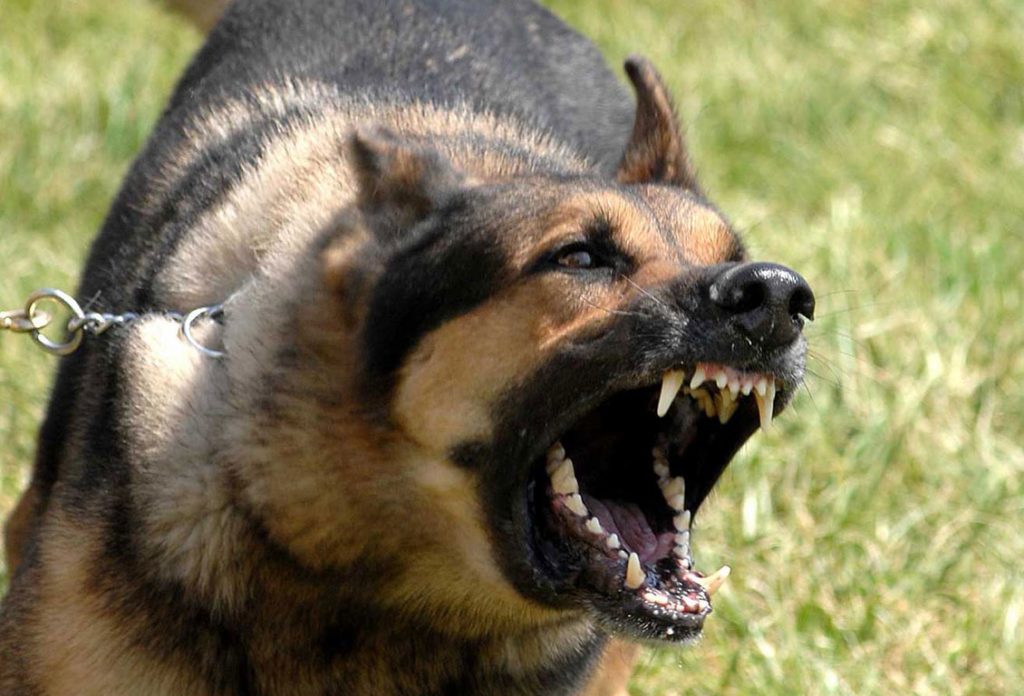 «Απέλυσαν» αστυνομικό σκύλο λόγω τεμπελιάς - Media