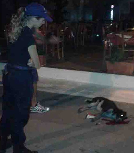 Κτηνωδία στην Εύβοια - Ιδιοκτήτης ταβέρνας σκότωσε αδέσποτο σκύλο (Photos) - Media