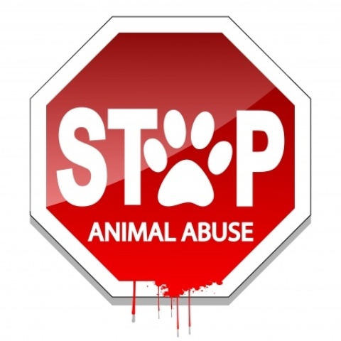 Νέες οδηγίες της ΕΛ.ΑΣ. για την κακοποίηση των ζώων - Media