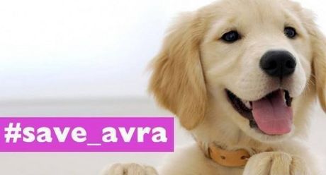 Έσωσαν την σκυλίτσα με τη δύναμη του Twitter! - Media