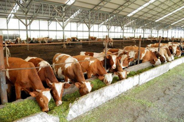 Η σφαγή των ανυποψίαστων βοοειδών
 - Media