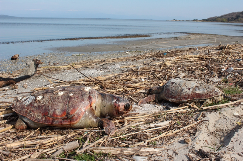Νεκρές θαλάσσιες χελώνες καρέτα - καρέτα στην Πρέβεζα - Media