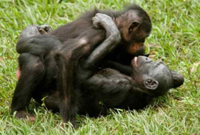 Γιατί οι όρχεις των χιμπατζήδων είναι τριπλάσιοι από εκείνους των ανδρών; - Media