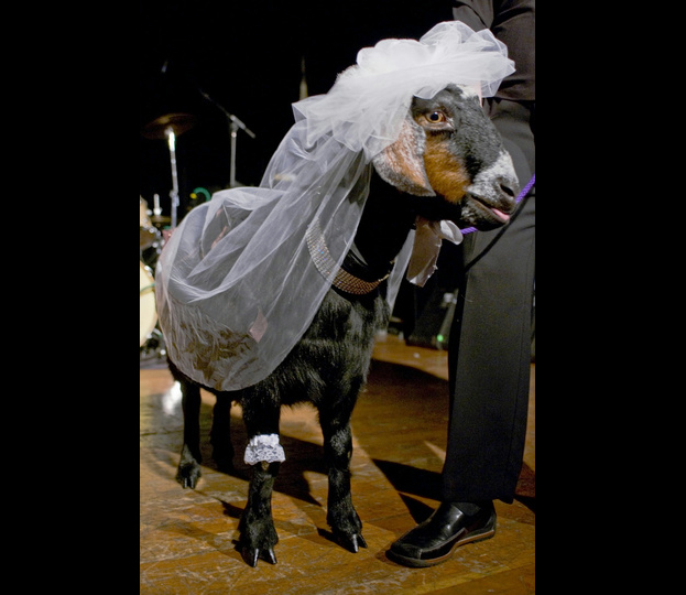 Ανοίγουν οίκους ανοχής για κτηνοβάτες στη Γερμανία! - Media