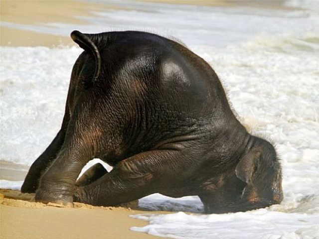 Oι ελέφαντες κοιμούνται μόλις δύο ώρες τη μέρα, αλλά έχουν μνήμη... ελέφαντα - Media