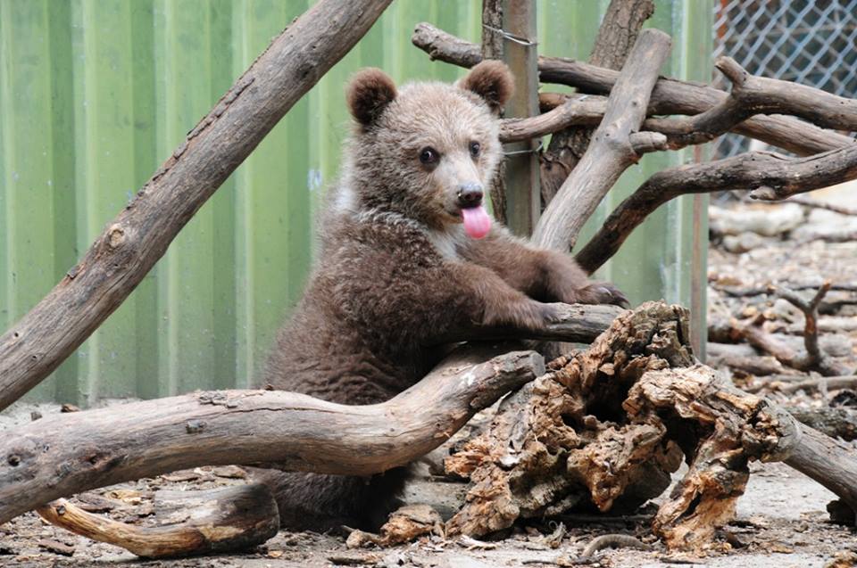 Η Ζωή …ζωήρεψε! - Media