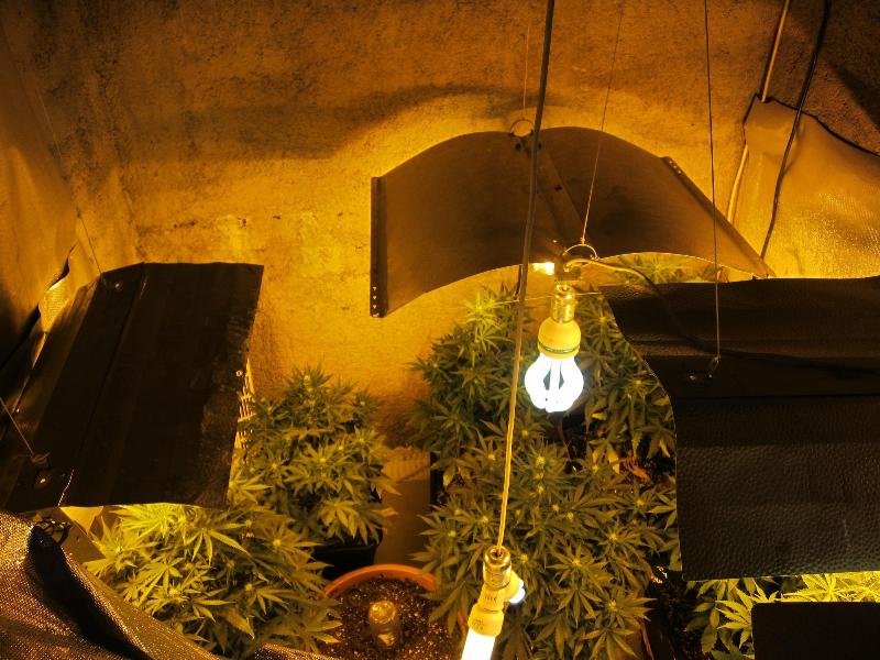 Πάτρα: Συλλήψεις για υδροπονική καλλιέργεια δενδρυλλίων κάνναβης (Photos) - Media