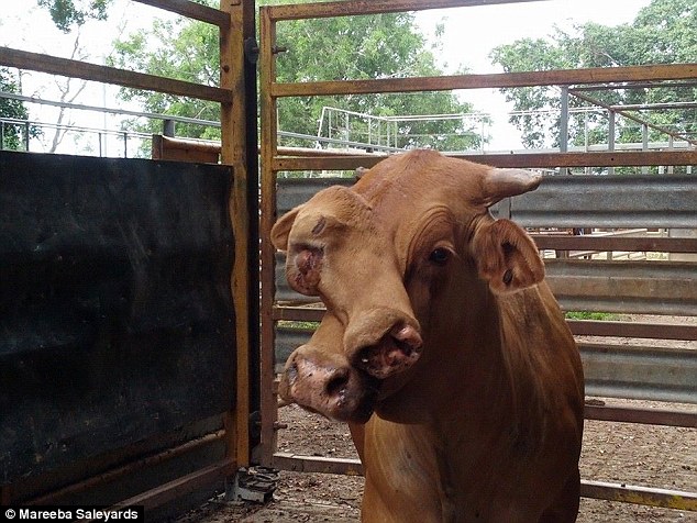 Δείτε τη Χόλυ, την αγελαδίτσα με τα 2 πρόσωπα που σύντομα θα σφαγιαστεί (Photo) - Media