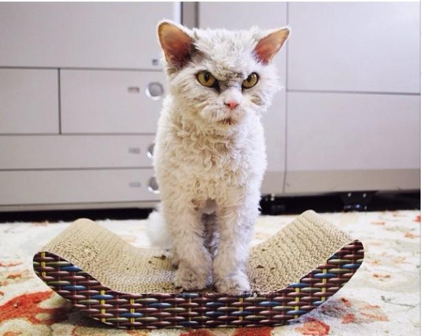Άλμπερτ, ο πιο... τσαντισμένος γάτος στον κόσμο! (Photos) - Media