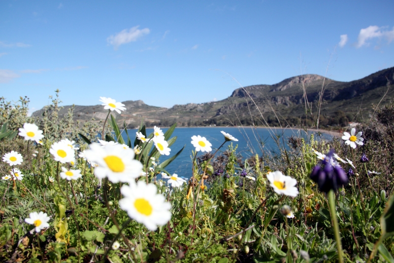 Βελτιωμένος ο καιρός, μπαίνει δειλά - δειλά η Άνοιξη - Media