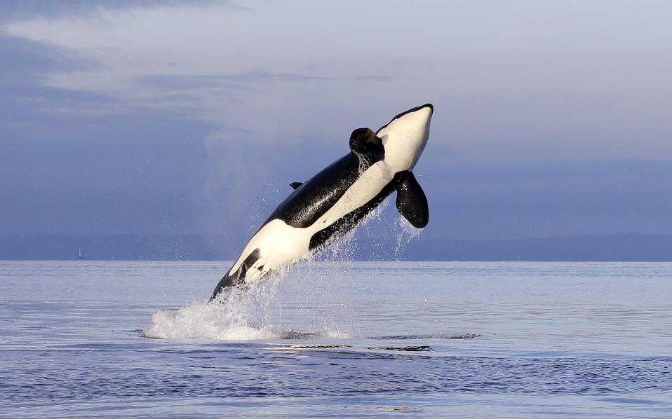 Σφάζουν φάλαινες ξανά στην Ιαπωνία – Τα φαλαινοθηρικά σκορπούν το θάνατο - Media
