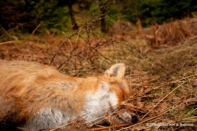 Έγκλημα με δηλητηριασμένα δολώματα στο Περτούλι - Media