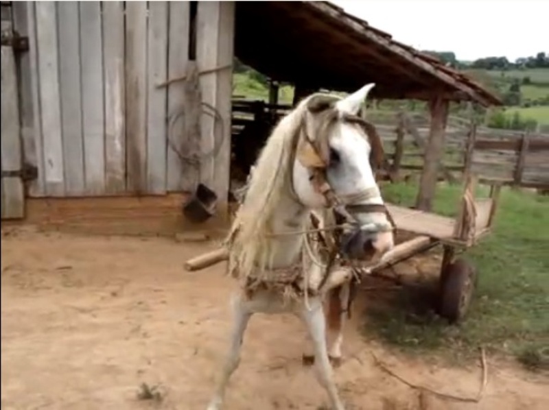 Άλογο για Όσκαρ - Όταν πάνε να το καβαλήσουν κάνει πως πεθαίνει (Video) - Media