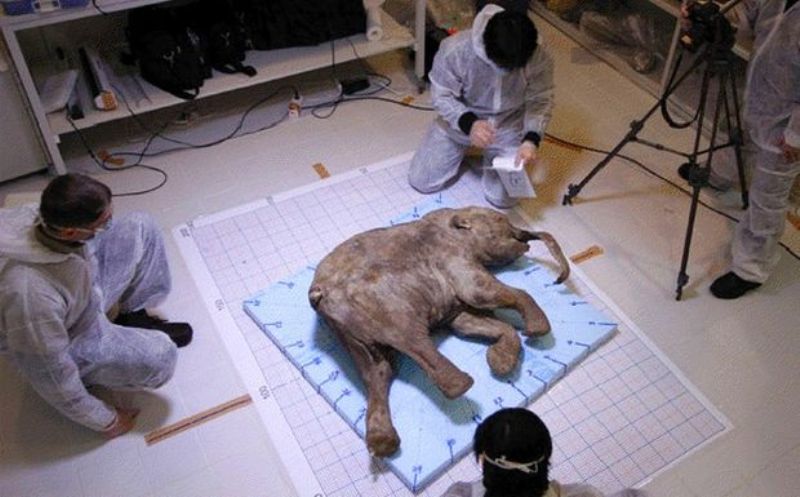 Νέα θεωρία: Τα μαμούθ μπορεί να εξαφανίστηκαν λόγω... οστεοπόρωσης! - Media