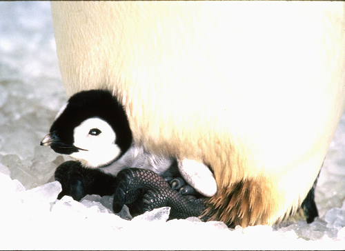 Αυτοί είναι οι καλύτεροι μπαμπάδες στο ζωικό βασίλειο - Media