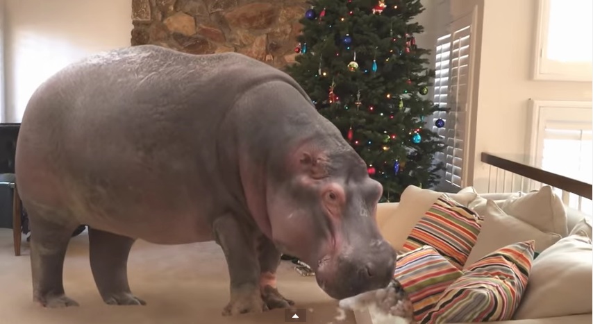 Πιτσιρικάς πήρε δώρο για τις γιορτές… ιπποπόταμο! (video) - Media
