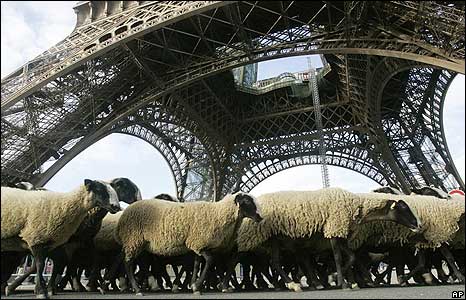 Το Παρίσι γέμισε με… πρόβατα – Η διαμαρτυρία των βοσκών για τους λύκους που επιτίθενται στα κοπάδια τους - Media