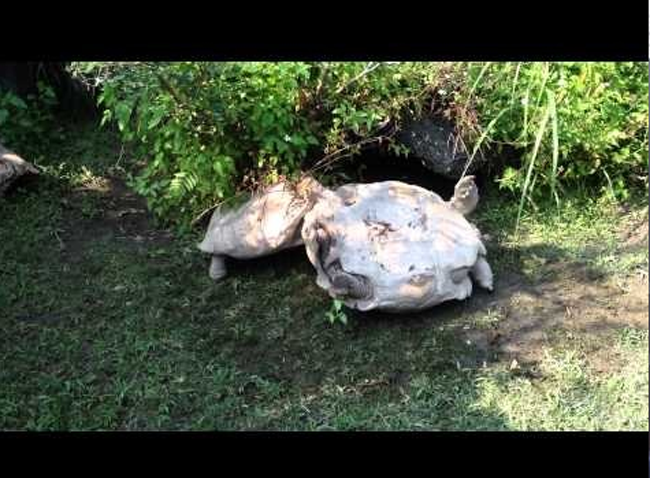 Χελώνα βοηθάει την αναποδογυρισμένη φίλη της (Viral Video) - Media