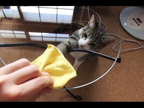 Πώς να εκνευρίσετε τη γάτα σας - Video - Media