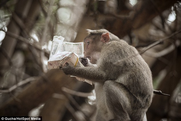 Ινδία: Δεν έχουν παιδιά και θα αφήσουν την περιουσία τους σε έναν… πίθηκο - Media