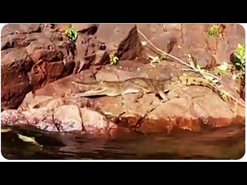 Αλιγάτορας επιτέθηκε σε κολυμβητή (Video) - Media