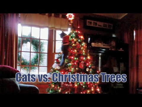 Γάτες εναντίον χριστουγεννιάτικων δέντρων (Video) - Media