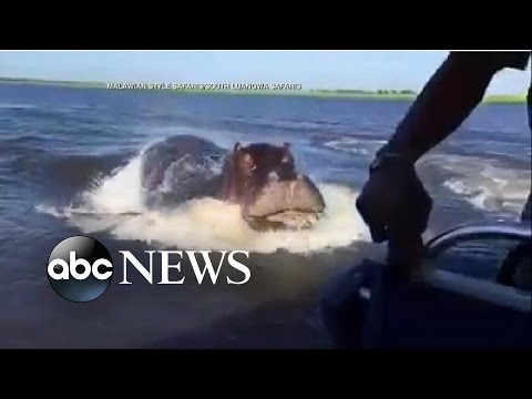 Ιπποπόταμος επιτίθεται σε τουριστικό σκάφος (Video) - Media