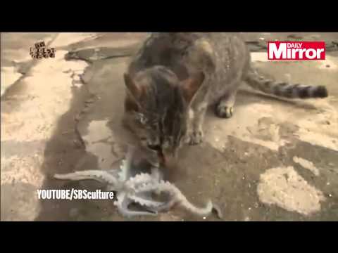 Η επική μάχη μιας γάτας με ένα χταπόδι! (Video)
  - Media