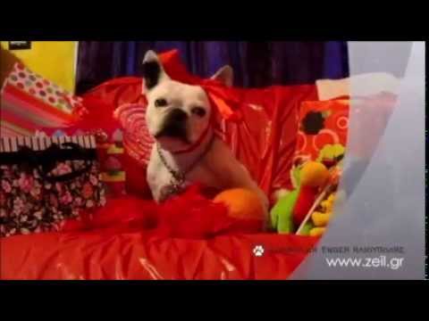 Τα ζώα δεν είναι δώρα (Video) - Media