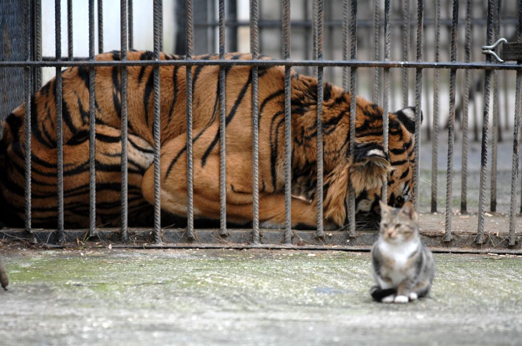 Η τίγρη των Τρικάλων μεταφέρεται στο Σαν Ντιέγκο! (Photos) - Media