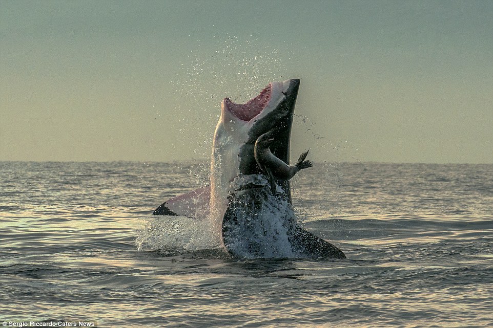 Η πιο τυχερή φώκια-Ξέφυγε από τα σαγόνια ενός λευκού καρχαρία (Video + Photos) - Media