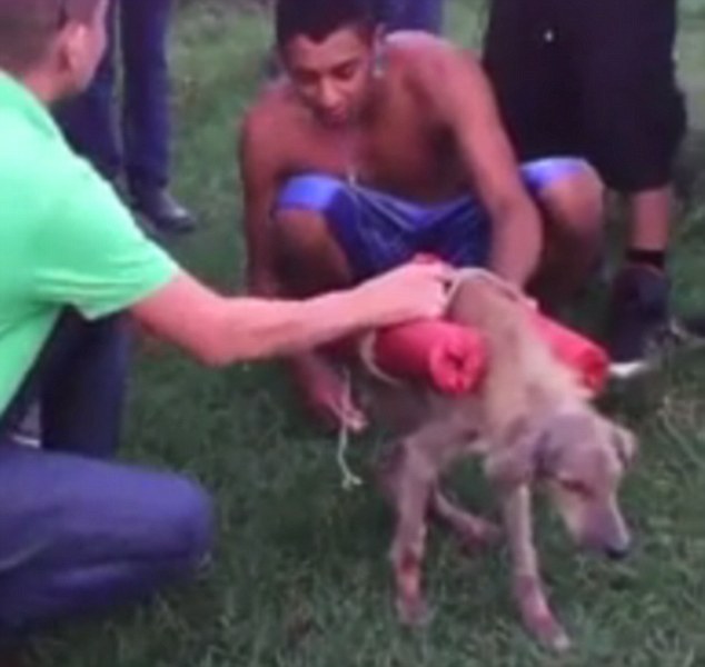Φρίκη: Έφηβοι ανατινάζουν με δυναμίτη σκύλο (Σκληρό Video) - Media