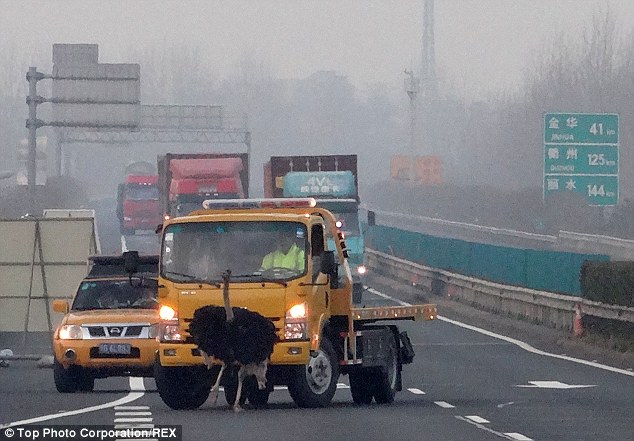 Μία στρουθοκάμηλος στην Εθνική Οδό! (Photos-Video) - Media