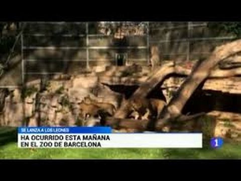 Άνδρας έπεσε σε χώρο φύλαξης λιονταριών (Σκληρές εικόνες και video) - Media