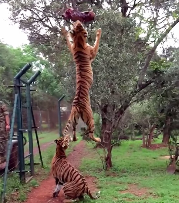 Τίγρης πηδάει στο …«θεό» για να πιάσει κομμάτι κρέας (video) - Media