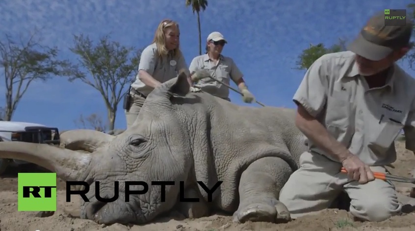 «Πεντικιούρ» σε υπό εξαφάνιση λευκό ρινόκερο (video) - Media