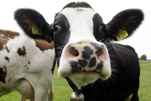 Κυκλοφόρησε λογισμικό διαχείρισης… κοπαδιού! - Media