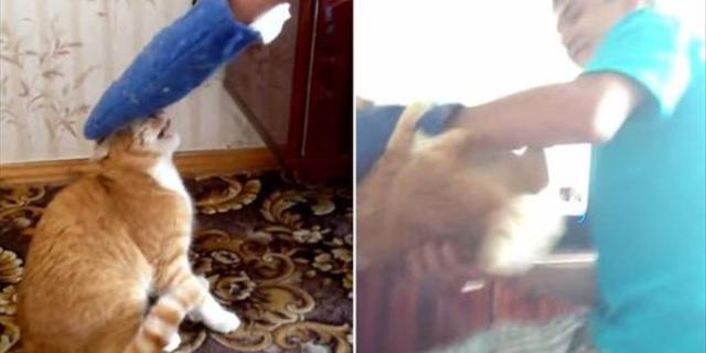Γάτα πήρε στο… κυνήγι τον ιδιοκτήτη της γιατί την ενοχλούσε με γάντι κουζίνας! (Video) - Media