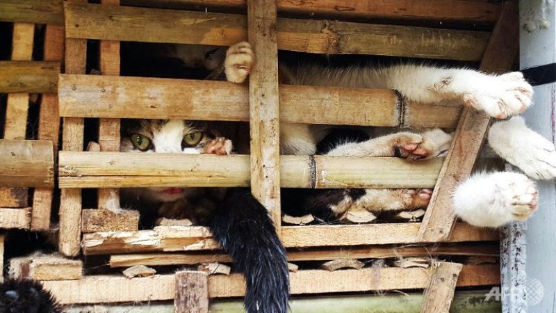 Βιετνάμ: Χιλιάδες γάτες ειαγωγής από Κίνα προορίζονταν για μαγείρεμα - Media