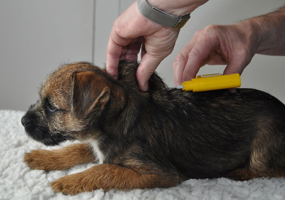 Γιατί πρέπει όλοι να βάλουμε μικροτσίπ στα κατοικίδια μας; - Media