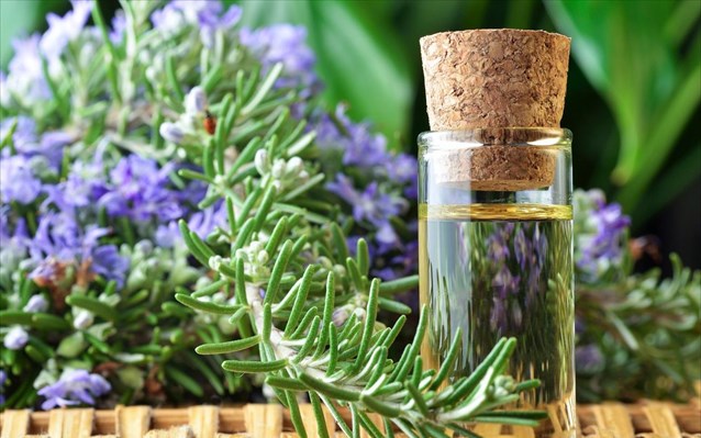 Ποιο βότανο ενισχύει τις νοητικές ικανότητες και βελτιώνει τη μνήμη κατά 75% - Media