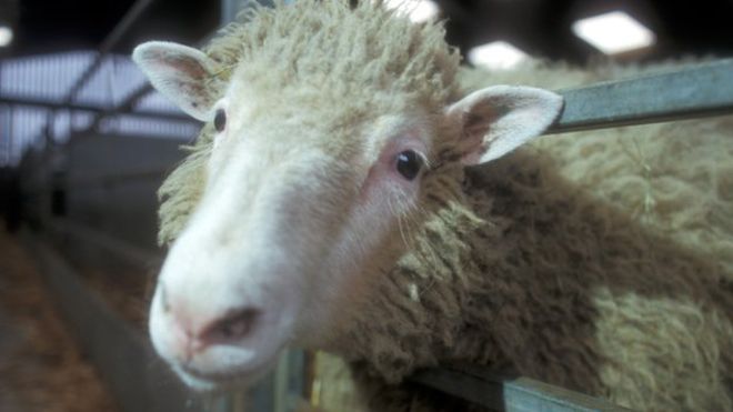 Τιμούν τη Ντόλι, το κλωνοποιημένο πρόβατο - Media