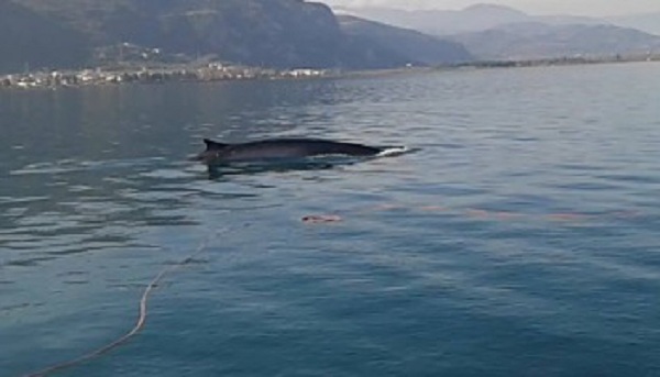Μια φάλαινα στα Καμένα Βούρλα! (Video) - Media