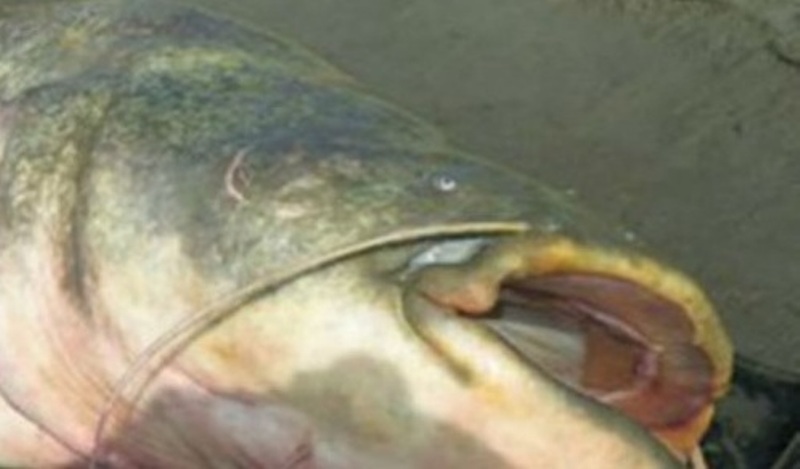 Ιταλία: Δείτε το γατόψαρο που μοιάζει με φάλαινα! (Photo) - Media